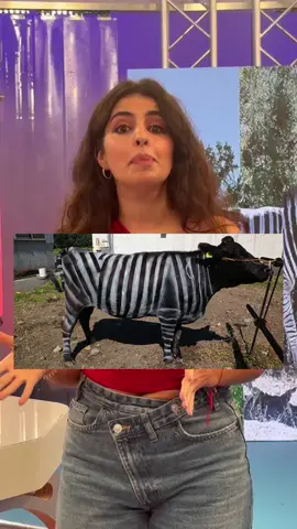 🐄 Vacas con raias de cebra? Pois si! Unha investigación xaponesa, premiada cun Nobel, demostra que así sofren un 50% menos de picaduras das moscas. #HoraGalega #Galicia #TVG