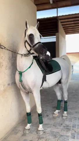 #وسيم_الكنانية #مشاءالله_تبارك_الله #خيل #خياله #اكسبلور #خيول #خيول_عربية #السعودية #خيل_وخياله🐎🖤ماشاءالله #مروان_الشقب #السعودية 