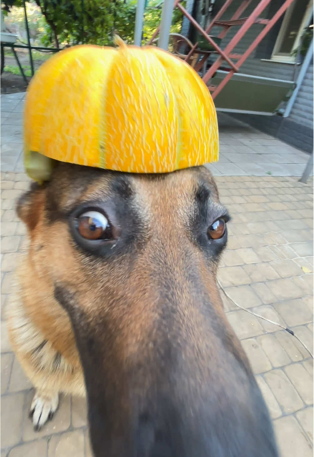New melon hat