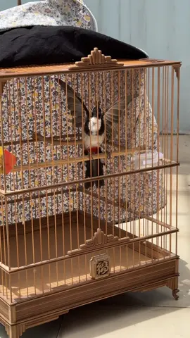 Ráng ráng nhanh mọc lông mào ra chứ đừng giống trọc đầu vạ miệng nha con. 😂#chaomaohotdau #chaomaothaylong #chimchaomao 