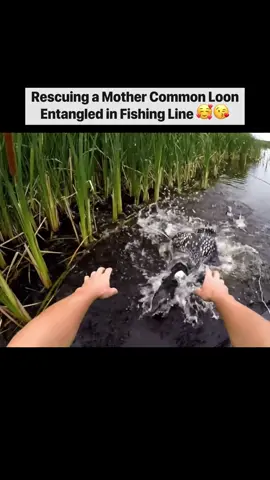 Rescuing a Mother Common Loon Entangled in Fishing Line #rescueanimals #wildlife #animal 