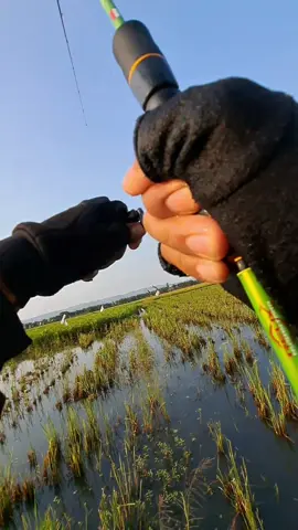 ikannya mubal sampai ke persawahan bolo.. #fypシ゚  #mancing  #angler  #anglerindonesia  #castingerindonesia 