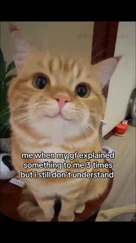 #cat #catsoftiktok #couple #girlfriend #ilovemygf #fyp 