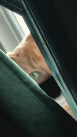 orange kitty things 🧡 IYKYK. #orangecatbehavior #gingercatsoftiktok #catsoftiktok #catlover #🐈 