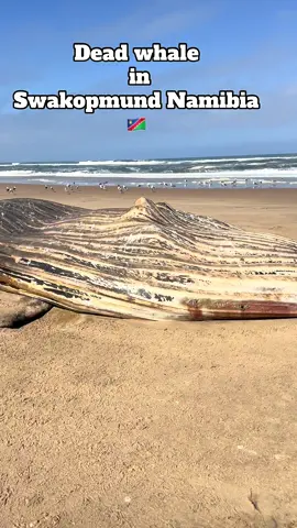 We found a dead whale in Swakopmund Namibia , what huge thing 😳#khariyetravels #khariyetravelsreview #southafricatiktok🇿🇦 #swakopmundnamimibia🇳🇦 #whale 