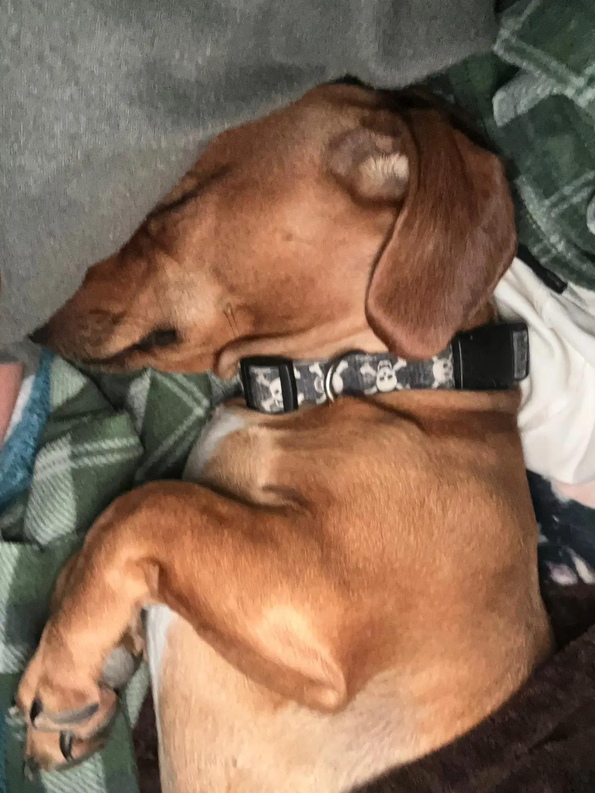 He has no shame #dashundsoftiktok #dogsoftiktok #MomsofTikTok #hesthebest #thehealinghomestead 