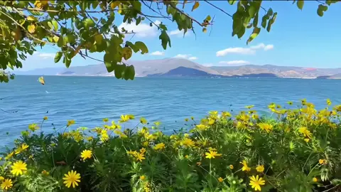 Cả một rừng hoa,nhưng chỉ thích duy nhất một loài hoa. #xh #fyp #Blue? 