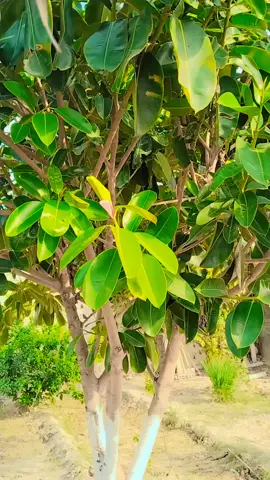 #greenscreen #100kviews #foryoupage #plzunfrezemyaccount 