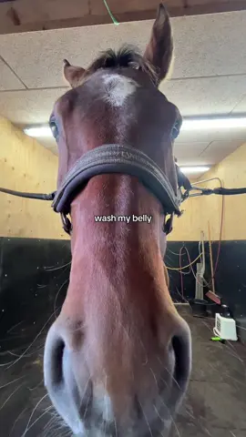 #arthurf #fyp #equestrian #emsequ 