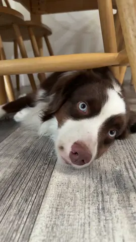 I think my dog is truly broken 😂😂 #dogsoftiktok #fyp #reaction @Chewy I think Barlow needs some motivation. 