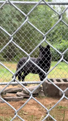 Timber wolf puppy 🥺 #wolf #wolvesoftiktok #fentysuperbrandday #wolftok #wolfsanctuary 