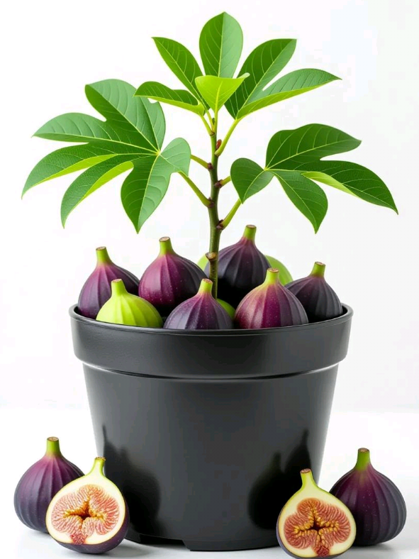 How to grow Fig at home  growing plants at home  growing gardening tips at home  how to grow plants new idea  growing Cloves  growing banana  #unitedkingdom #f #tik_tok #fyp #plants @plantscare 