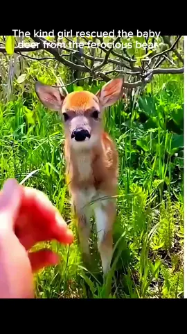 rescue the little deer from the ferocious black bear#rescue #animals #deer #