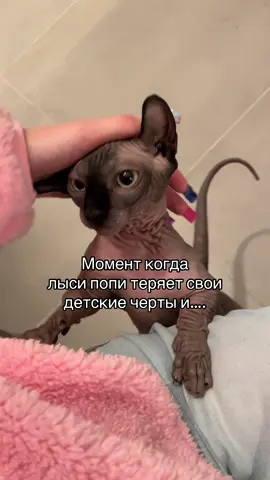 Не надо завидовать её складкам… #лысикоти #лысипопи #сфинкс #животные #sphynx 