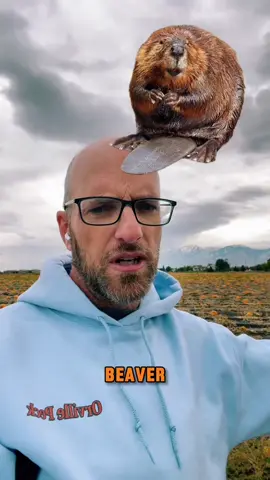 For more check out “Snags in Beaver Ponds and Indications of Use by Primary Cavity-Nesting Birds in the Western Oregon Cascades,” by Jaqueline Fern, Portland State University, 2001