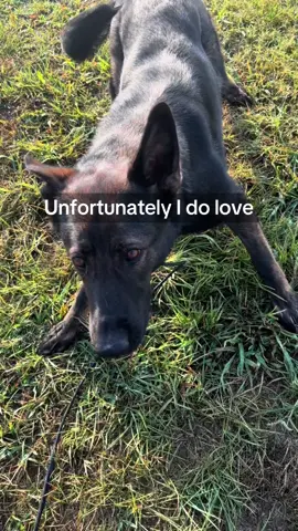 Just a working line German Shepherd loving working line German Shepherd things. 💅 #germanshepherd #workinglinegermansheperds #workingdogs #dogtrend #personalprotectiondog