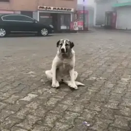paşa biri kapının orda kadını dövüyor oğlum 