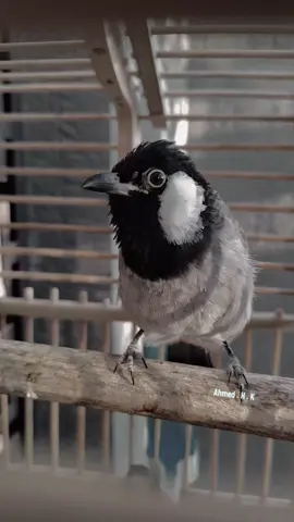 تغريد بلبل وحشي  مخلف (ابطال الموسم القادم) #محميات_احمد_حسن_الاسدي #بلابل_العراق_الحبيب #بلابل_العراقيه #بلابل #بلبل_عراقي_ابيض_الخدين