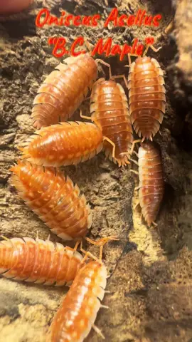 Oniscus Asellus B.C. Maple is a highly desirable color morph originally isolated in British Columbia Canada from wild type stock. These isopods need slightly cooler temperatures to thrive and and are highly protein driven when it comes to food. They have the capacity to multiply rapidly with good care and attention to environmental parameters. #isopodfactory #isopodsoftiktok #bioactive #oniscusasellusbcmaple #isopod 