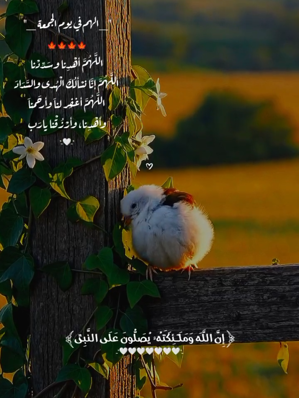 الهم بشرنا بجمال ايامنا القادمنا واجعلنا واثقين بك متوكلين عليك 🤍🍁.  #القران_الكريم #قران #راحه_نفسيه #quran #fpy 