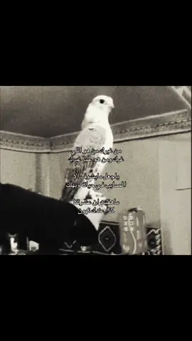 #شيلات   #قصيد   #viral   #foryou 