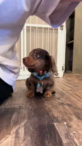 Puppy yoga  this weekend ✨ 📍 Roslyn Salt Cave Check out our bio to book !! #puppyyoga #longisland 