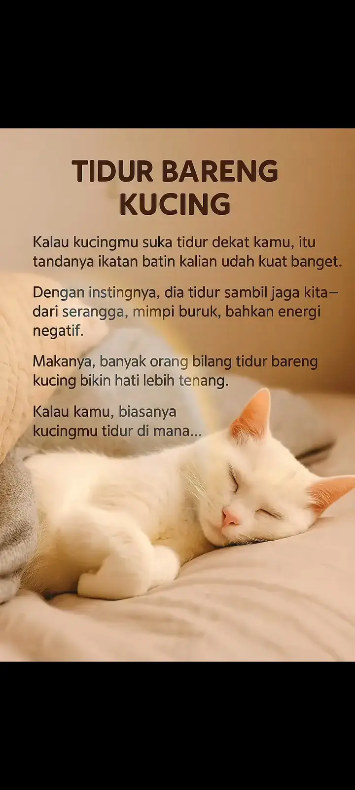 #sayangkucing  #catlover 