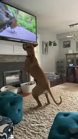 Funny dog vs TV 📺 #funny #dog #tv #Love #fyp 