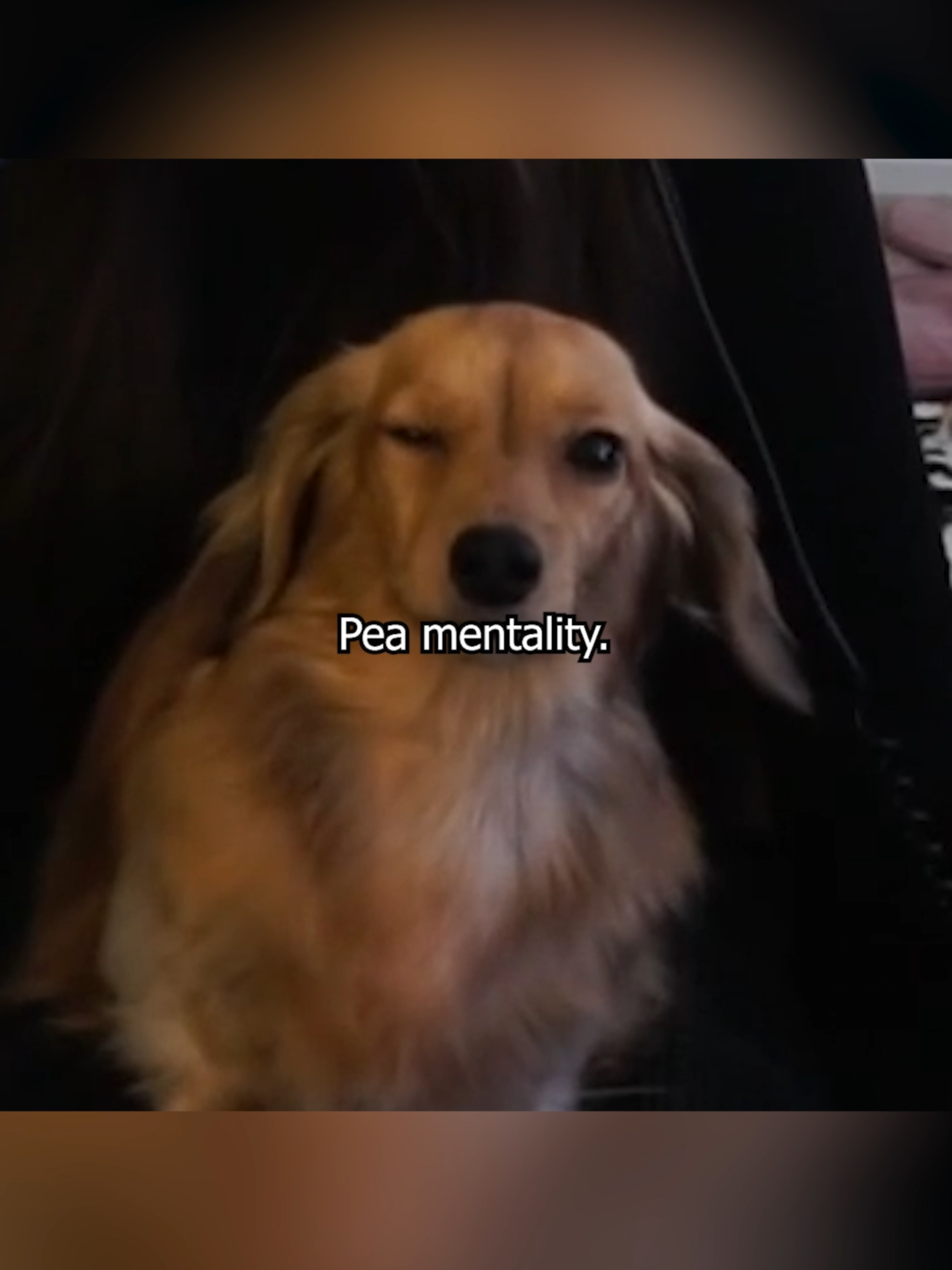 Pea mentality. #dachshund #minidachshund #pea #cutedog #dogsoftiktok #fyp