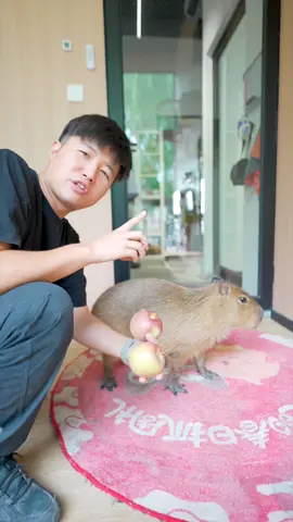 #capybara #funny #peace #loveyou 