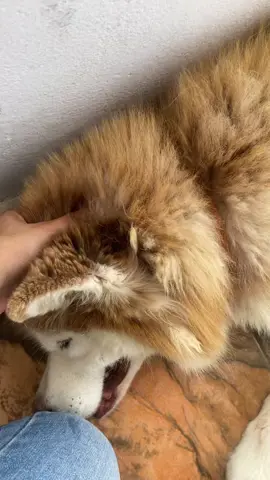 My ocean eyed baby 🥹 #siberianhusky #huskylife 