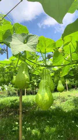 sayuran segar,pembibitan unggul,pucuk labu siam,di sini tersedia kkakuhh#fyp #labusiam #bibitlabusiam #sayuran #fyppppppppppppppppppppppp 
