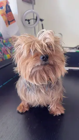 ❤️❤️❤️🥰🥰😘 #perrostiktokers😂 #perrostiktokers😂🐾♥️ #yorkshireterrierlove❤🐶💙🐾 #yorkshireterrierlove #perrosgraciosos😍 