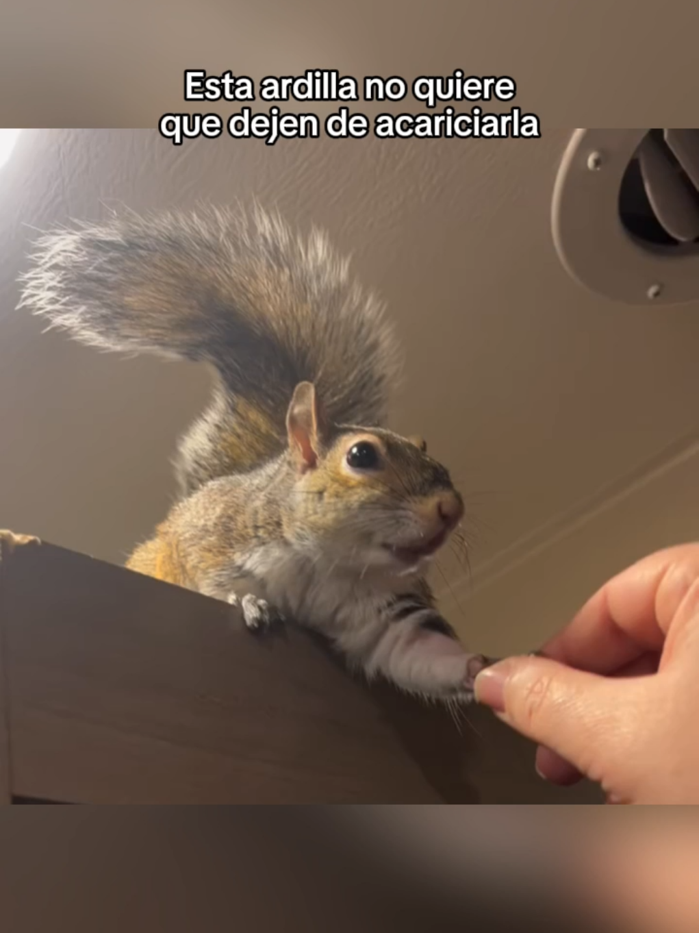 No merecemos a los animales #wholesome #animals #animales #mascotas #fyp 