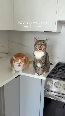 Treat tax required for entry. I don’t make the rules 🤷🏻‍♀️