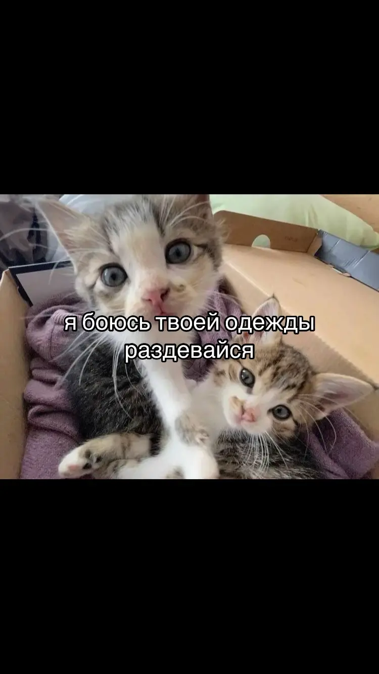 @dorks #рекомендаци #fup #on #мяу?мяу?мяу???мяу??????мяу?мяу? #котик #щитпост #пубертат #браволстарс 
