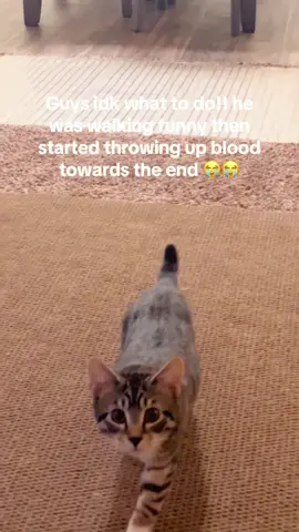 chat is he gonna be okay? 😟 #funny #Fyp #cats #Foryou 
