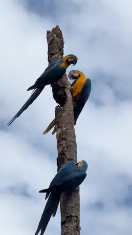 Espia pro céis vê a confusão das araras 🦜 #zonarural_go #arara #paz #aves 