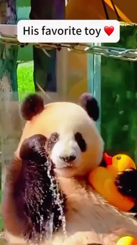 #panda #fyp 