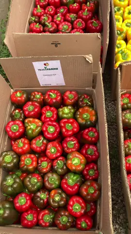 Guyz, meet the Best Pepper Farmer in Kaduna State, Ibrahim (@rmx_ibrahim) Ibrahim was one of my online students. He is always asking questions and wanting to know it all.  Today, he is growing quality bell peppers that can are not just aesthetically appealing, they are also of premium quality. Nothing flexes my farming muscles more than seeing my students doing wonders on the field! It is a proof that good mentorship and training produces great farmers. 👨🏾‍🌾🔥  Proud teacher moment 😊. Who’s next to level up? Send a WHATSAPP message to 08039943198 to register for our training. #foodsecurity #sustainableagriculture #farmtok #farmnatics #nigeria   