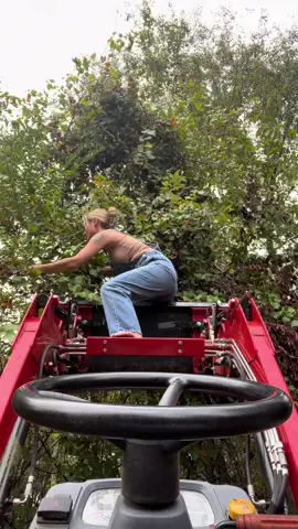 Heart Health, Anti-Cancer Effects, Immune Function, Skin Health,fiber, vitamin C, potassium, and help regulate blood sugar levels #muscadine #picking 