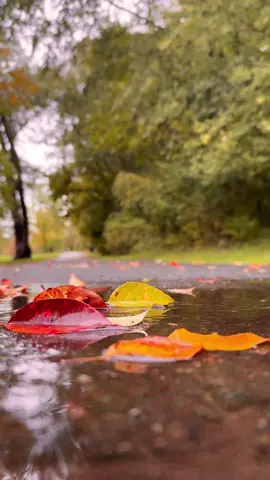 FALL🍁🍂 #autumnedit #autumnvibes🍁 #fall #autumnaesthetic #foryoupage 