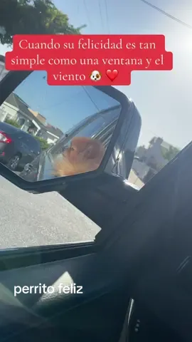 Cuando el viento se vuelve su mejor amigo Felicidad sobre ruedas #PerritosDeTikTok #DogTok #PerritoFeliz #VidaDePerro #MomentosFelices  