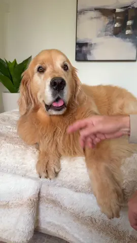 Or they're just needy 😄 #goldens 
