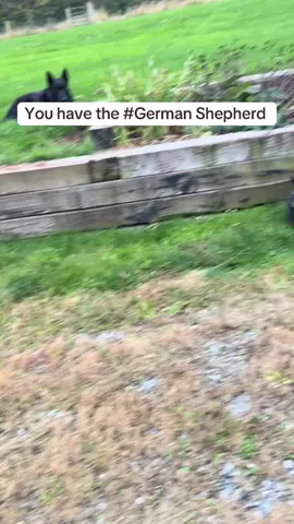 No hate just sayin’ 😜🤣#malinois #germanshepherd #belgianmalinois #dog #workingdog  