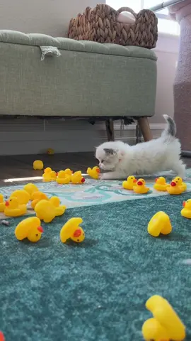 Kittens vs 300 Ducks! 