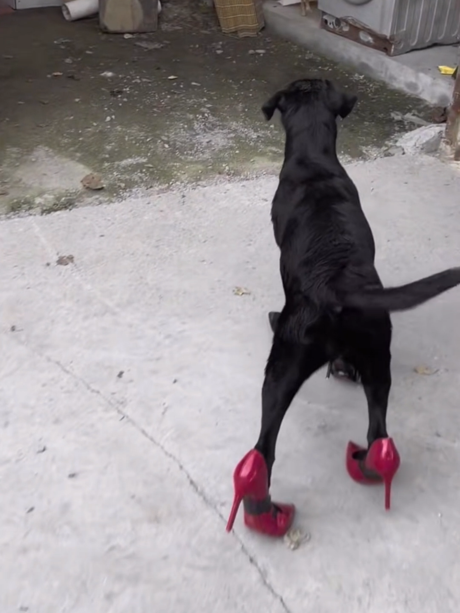 o cachorro que usa salto
