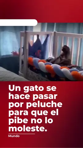 🐱🧸 Un gato que se hace pasar por peluche para que el pibe no lo moleste 😂. 👉 Un maestro del camuflaje. #Gatos #Mascotas #Humor #Tendencias #Viral