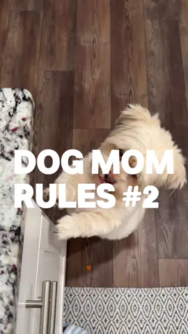 veggies 🤝🏽 jaggi  #dogmom #doglife #relatable #dogsoftiktok 