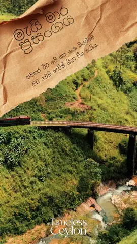 සමහරවිට මේ ගස ගැන කියන්නම ඔබ මෙහි ඇවිත් ගියා විය හැකිය🌸 - මැයි මාර ප්‍රසංගය May Maara Prasangaya🤍✨#viral #mahindaprasadmathsibula #maymaaraprasangaya #200k #sancharani 